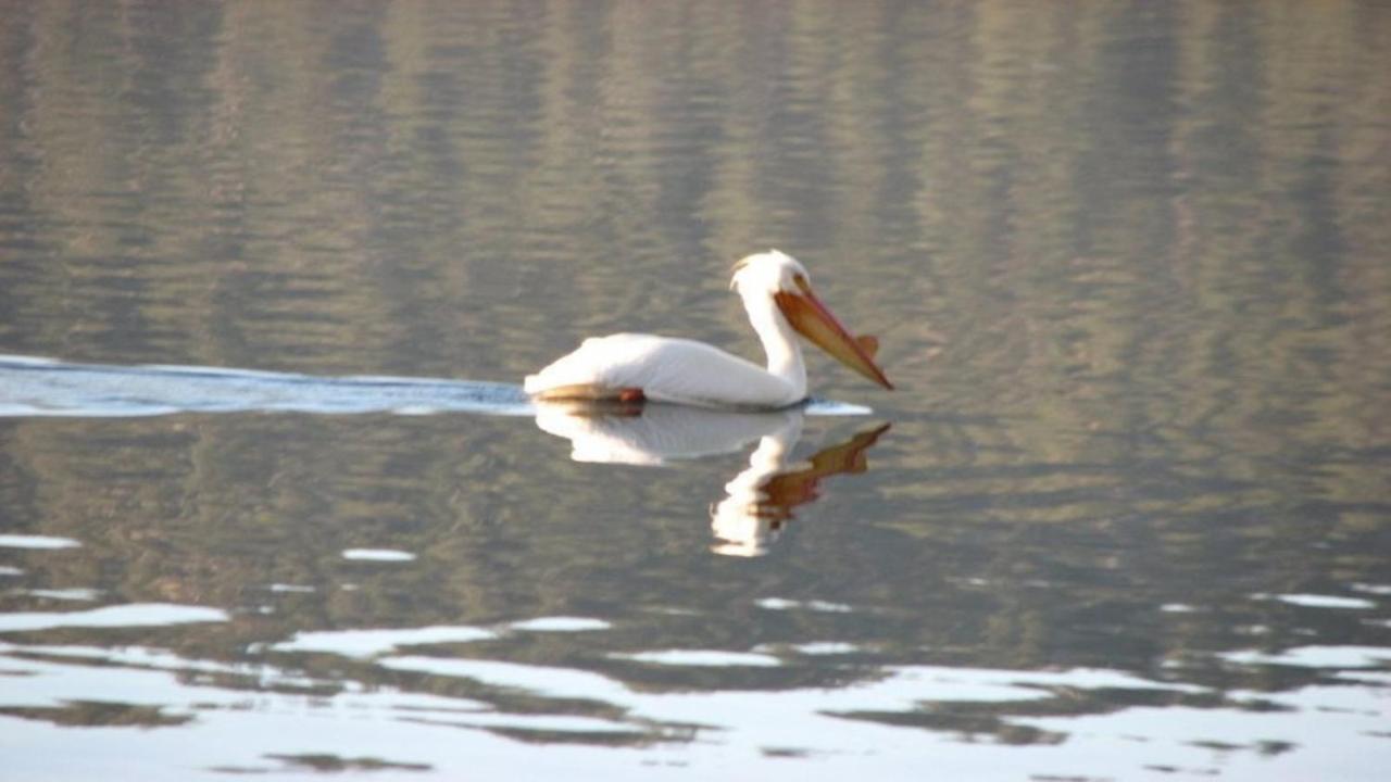 Feathernest On The Lake Villa Fawnskin ภายนอก รูปภาพ